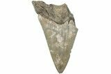 Partial Megalodon Tooth - South Carolina #194032-1